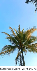 This is a coconut tree captured from a low-angle view, showing its lush green and golden-tinged fronds spreading widely against a bright clear blue sky. The sturdy trunk and spreading leaves create a refreshing tropical atmosphere.