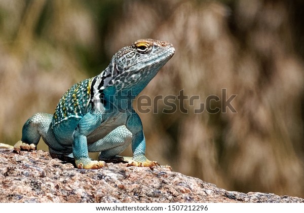 This Collared Lizard was basking in\
the early sun near Durango, Colorado. This lizard is fairly common\
in the Southwest U.S. and south into\
Mexico.