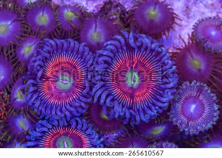 This is a colony of armor of god palythoa polyps and zoanthid polyps on a rock.