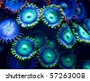 brain coral reef
