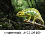 This is a colourful and natural lizards. Many lizards can change color. The most notable groups in this regard are the chameleons and the anoles. Some special lizard can change their color in any time