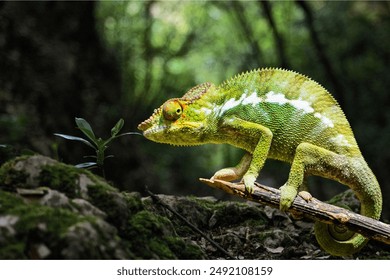 This is a colourful and natural lizards. Many lizards can change color. The most notable groups in this regard are the chameleons and the anoles. Some special lizard can change their color in any time