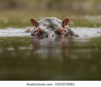 This is a common behavior for hippos, as they spend most of their time in the water. Hippos are excellent swimmers and can stay underwater for up to five minutes.