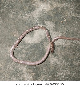 This is a common wolf snake non venomous snake in india.