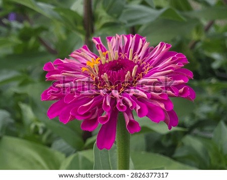 This composition captures a slightly smaller zinnia bloom with a looser, more open petal arrangement than some others in this set, revealing more of the golden-orange center beneath a crown of magenta-pink petals. A second, softer pink bloom appears partially in frame nearby, adding depth and suggesting a fuller garden bed beyond the primary subject. The looser petal form here offers useful visual variety alongside the denser, fully doubled blooms photographed elsewhere.