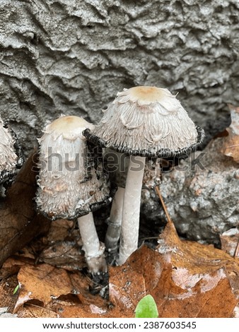 This is coprinus comatus mushrooms. It is a conspicuous mushrooms with cylindrical and shaggy cap