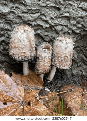 This is coprinus comatus mushrooms. It is a conspicuous mushrooms with cylindrical and shaggy cap