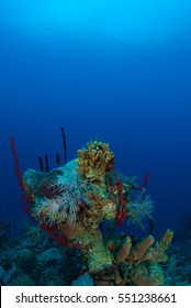 262 Coral Outcrops Images, Stock Photos & Vectors | Shutterstock