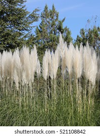 This Cortaderia Selloana Pampas Grass Family Stock Photo (Edit Now ...