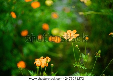 Similar – Mohnfeld Mohnblumen Blume