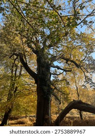 This could be the Magic Faraway Tree.