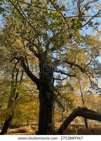 This could be the Magic Faraway Tree.