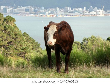 This Cow Has The Best Of Both Worlds.  A Large Paddock With City Views.