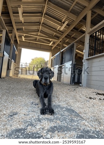 In this cozy barn scene, Arlo the Great Dane relaxes on a hay-strewn floor, sleek coat contrasting with the rustic surroundings. His gentle gaze captures a perfect moment of tranquility.