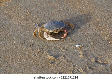 This Crab Is Exposed On The Beach, An Easy Meal For Passing Sea Gulls.