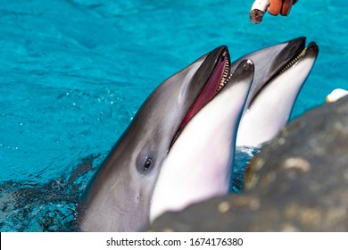 cute dolphin