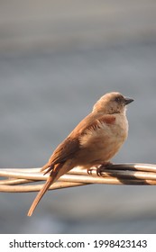 This Cute Little Bird Was Captured In A Photo At The End Of The Day And Is Remarkably Beautiful. A Photo Captured On The Evening Of June 26, 2021 In Eastern DRC
