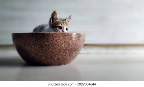 Chat Qui Mange Hd Stock Images Shutterstock