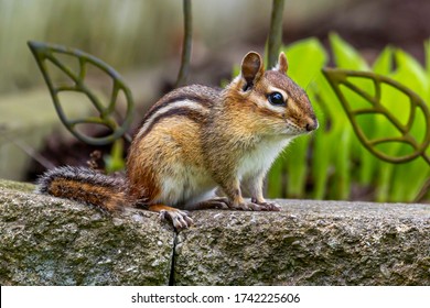 western chipmunk