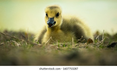 135 Smiling canada goose Images, Stock Photos & Vectors | Shutterstock