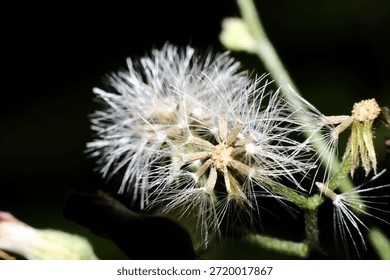 This is a dandelion seed head captured using a professional Canon camera
