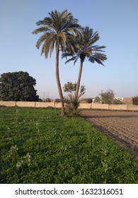 This is a date plam tree in the open area with green field.