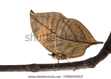 This Dead Leaf Butterfly (Kallima inachus) resting on a branch