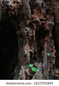 This decayed tree is full of holes, yet fresh little sprouts peek through—proof that life never really stops.