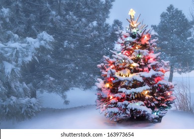 This decorated outdoor snow covered Christmas Tree glows brightly on this foggy Christmas morning. 
