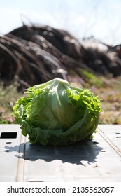 This Is Delicious Iceberg Lettuce From My Field.