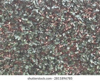 This dense wall of creeping fig foliage creates a lush, textured tapestry, showcasing the captivating pattern of interconnected leaves and intricate branches.