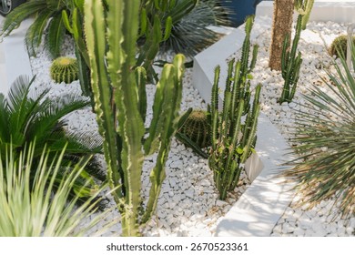 This desert garden showcases an array of cacti and succulent plants amidst white stones and green foliage, providing a vibrant contrast in a contemporary outdoor space
