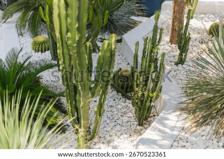 This desert garden showcases an array of cacti and succulent plants amidst white stones and green foliage, providing a vibrant contrast in a contemporary outdoor space