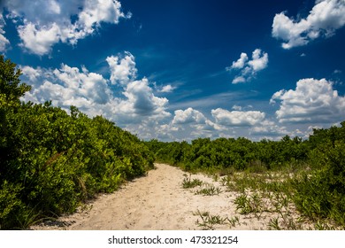 This is a desolate path to a little known part of Long Beach Island, NJ  that transports you to another world of  sand dunes converted in many different types of greenery prior to reaching the beach.