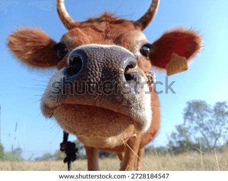 This detailed low angle close up horizontal shot captures the large wet nose and face of a brown cow standing in a dry grassy field outside on a sunny bright day against a clear blue sky with some green trees visible in the soft background.