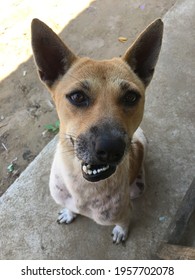 This Dog Had Been Hit By A Car Until Its Mouth Crooked