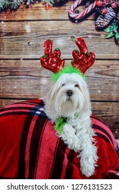 this dog is ready for Christmas - her breed is a tibetan terrier 