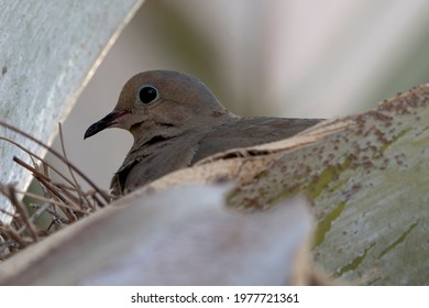 This Dove Is Trying To Become A Mom - Her Eye Wide Open And Alert