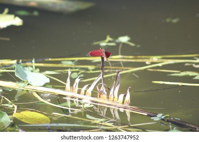 this is a dragonfly...
