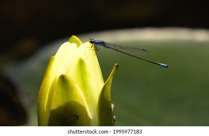 トンボ イラスト の写真素材 画像 写真 Shutterstock