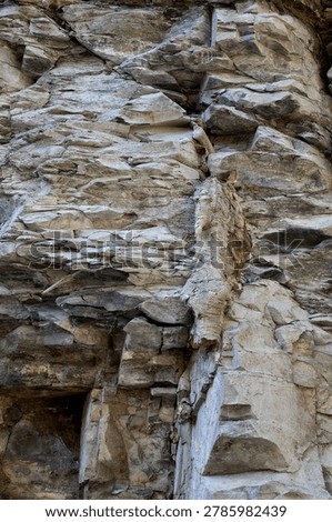 This dramatic close-up captures the power of plant life against stone. The fossilized root serves as a natural texture element for design and geological illustration.