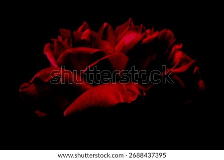 This is a dramatic, close-up shot of a dark red rose against a black background.