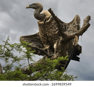 This dramatic photograph features a large vulture, likely an African species, perched on a thick, dead tree branch with its wings partially spread. The bird's light brown, patterned plumage and distin