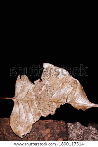 Similar – Foto Bild Erster oder letzter Schnee? *Für Helgi*