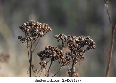 This is a dry wildflower in nature in autumn day.  - Powered by Shutterstock