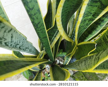 This dynamic high-angle photograph captures the lush, sprawling growth of a snake plant, botanically known as Sansevieria trifasciata. Shot from a top-down perspective, the image highlights the organic rosette arrangement of its thick, sword-like leaves as they elegantly twist and reach upward. Each leaf features a striking variegated pattern, blending rich forest green and mottled silvery-green bands, sharply defined by vibrant, golden-yellow margins along the wavy borders. The unique angle emphasizes the architectural form, texture, and natural geometric complexity of this incredibly resilient indoor succulent. Nestled in a black polybag container on a tiled terrace ground, the plant thrives under soft, natural light, creating a fresh and lively atmosphere. Perfect for commercial, editorial, and digital design purposes, this high-quality stock photo seamlessly integrates into themes focused on biophilic interior design, modern home decor, urban apartment gardening, domestic wellness, and sustainable lifestyle practices. Its bold colors and strong lines make it an exceptional visual asset for website banners, plant care blogs, or branding materials that require a refreshing touch of natural elegance.