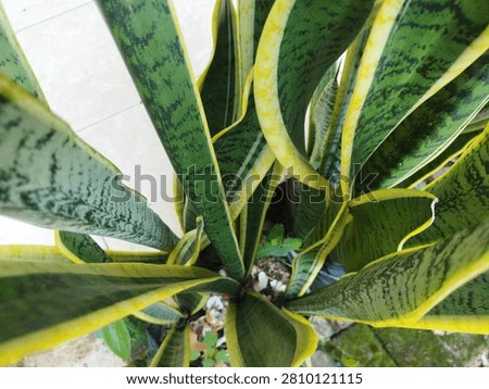This dynamic high-angle photograph captures the lush, sprawling growth of a snake plant, botanically known as Sansevieria trifasciata. Shot from a top-down perspective, the image highlights the organic rosette arrangement of its thick, sword-like leaves as they elegantly twist and reach upward. Each leaf features a striking variegated pattern, blending rich forest green and mottled silvery-green bands, sharply defined by vibrant, golden-yellow margins along the wavy borders. The unique angle emphasizes the architectural form, texture, and natural geometric complexity of this incredibly resilient indoor succulent. Nestled in a black polybag container on a tiled terrace ground, the plant thrives under soft, natural light, creating a fresh and lively atmosphere. Perfect for commercial, editorial, and digital design purposes, this high-quality stock photo seamlessly integrates into themes focused on biophilic interior design, modern home decor, urban apartment gardening, domestic wellness, and sustainable lifestyle practices. Its bold colors and strong lines make it an exceptional visual asset for website banners, plant care blogs, or branding materials that require a refreshing touch of natural elegance.