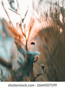 This dynamic image captures a bee in flight near flowers, bathed in warm sunset light, effectively illustrating the beauty of nature's interactions and delicate ecosystems.