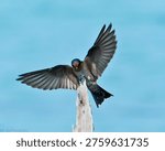 This dynamic shot captures a Barn Swallow in the act of landing, its broad wings spread wide as it prepares to perch on a rustic tree stump against a bright sky.