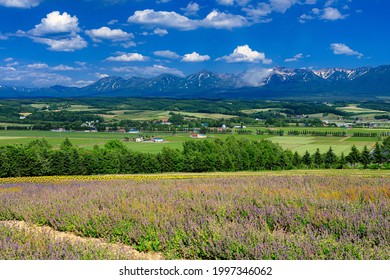 This Is An Early Summer Scenery In Kamifurano Town In Hokkaido Prefecture, Japan.
How About Using This Image To A Background Of A Poster, A Calendar Or A Travel Pamphlet.